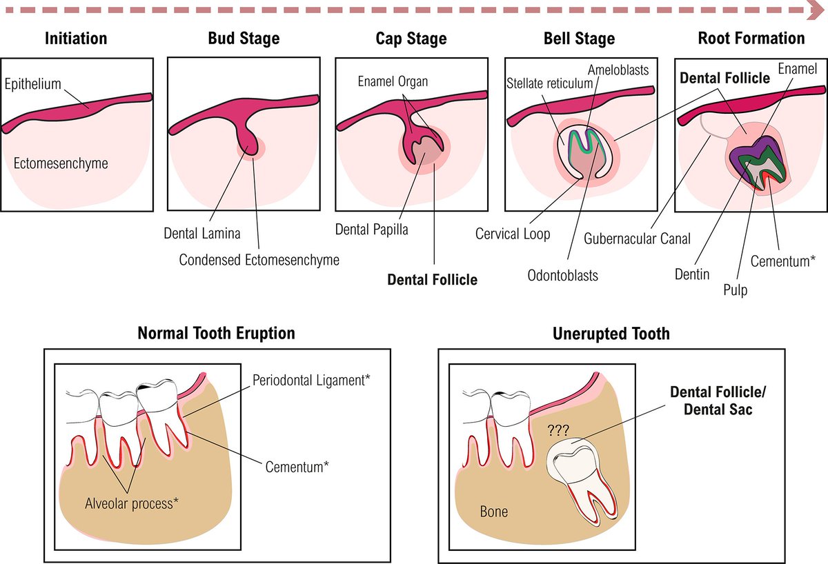 Dental follicles are involved in odontogenesis, periodontogenesis, and tooth eruption. Learn about the the physiological and developmental roles of the dental follicle, as well as the morphological and molecular changes associated with unerupted teeth. doi.org/10.1002/dvdy.4…