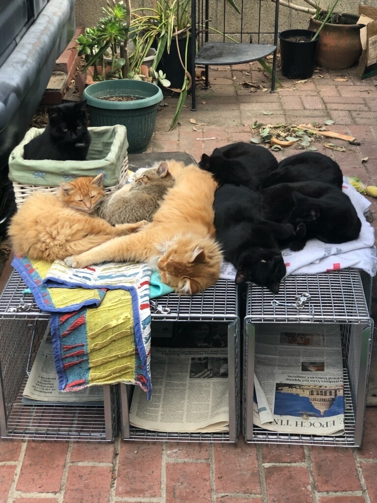 tnrstrong's tweet photo. For TNR, we often recommend that the trapper set out the un-armed traps a few days prior to trapping so the cats can get used to them. This is not exactly what we mean. 🤣🤣🤦🏽‍♀️

#tnr #tnrstrong # straycats #communitycats #humaneeducation #spayandneuter #kittensofla  #spayneuter https://t.co/8Wpnawnrtb