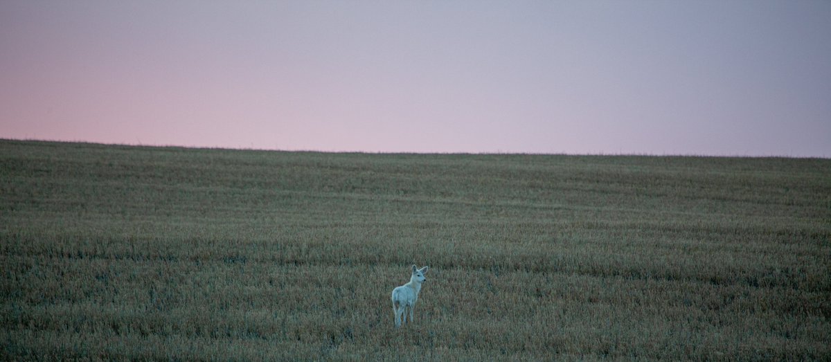 ValleyHillPhoto's tweet photo. Ghost of the #Alberta prairies. #naturephotography https://t.co/BhWjSZWkRk