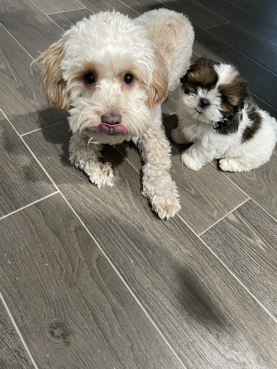 achacontv's tweet photo. My babies 💕 https://t.co/4dfm82ATzO