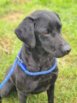 millypod1's tweet photo. ๐7 MAR 2022 #Lost SOOTIE #ScanMe
Black Labrador Retriever Female
#Itchington South Gloucestershire #BS35
#M5 Motorway SIGHTINGS PLZ โ๏ธ07775856598
https://t.co/3ujeYYdFbi https://t.co/EQrEBpywuH