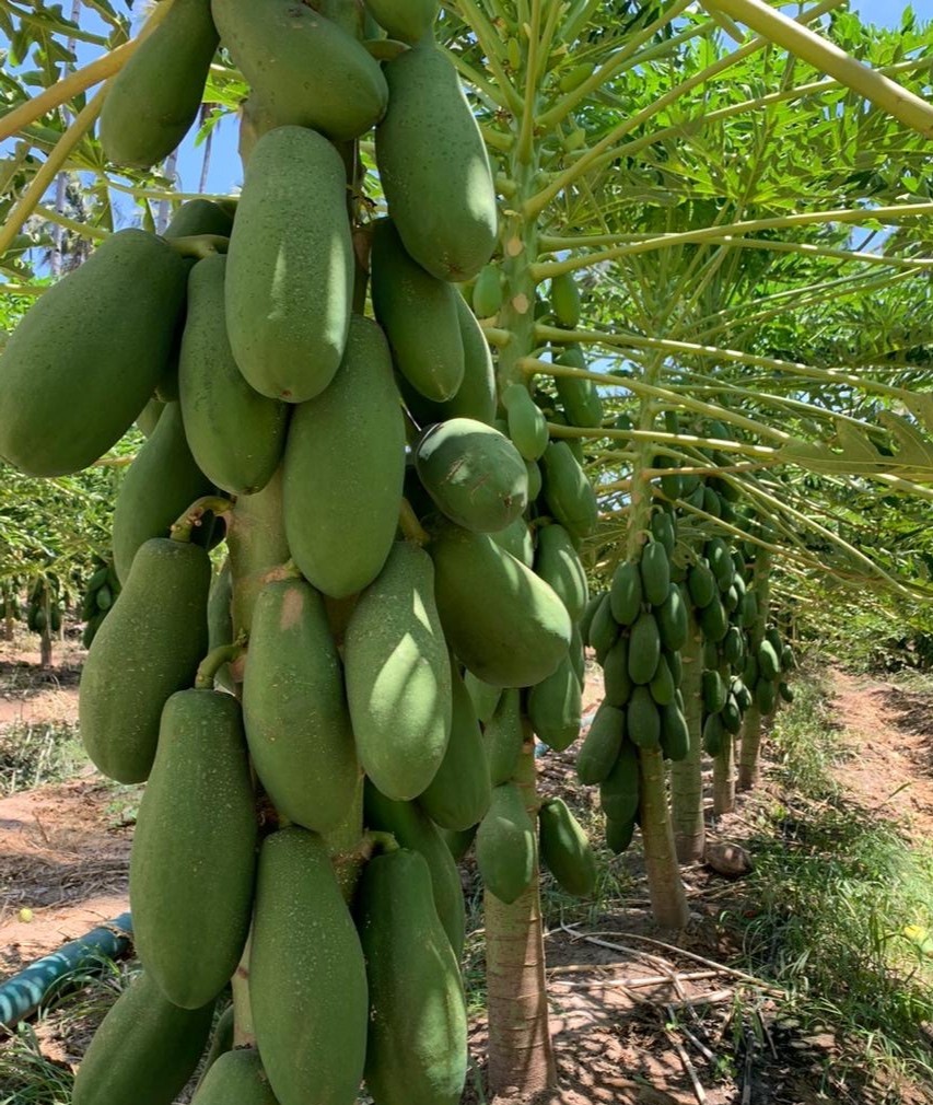 VisionProduceCo's tweet photo. Papaya - what a unique item and a fun fact when you realize that this very large fruit is actually tree grown!  Many health benefits from high amounts of Vitamin C, A and K … plus packed with Anti- Oxidants.  Seek out and enjoy https://t.co/xYz73d6MPS