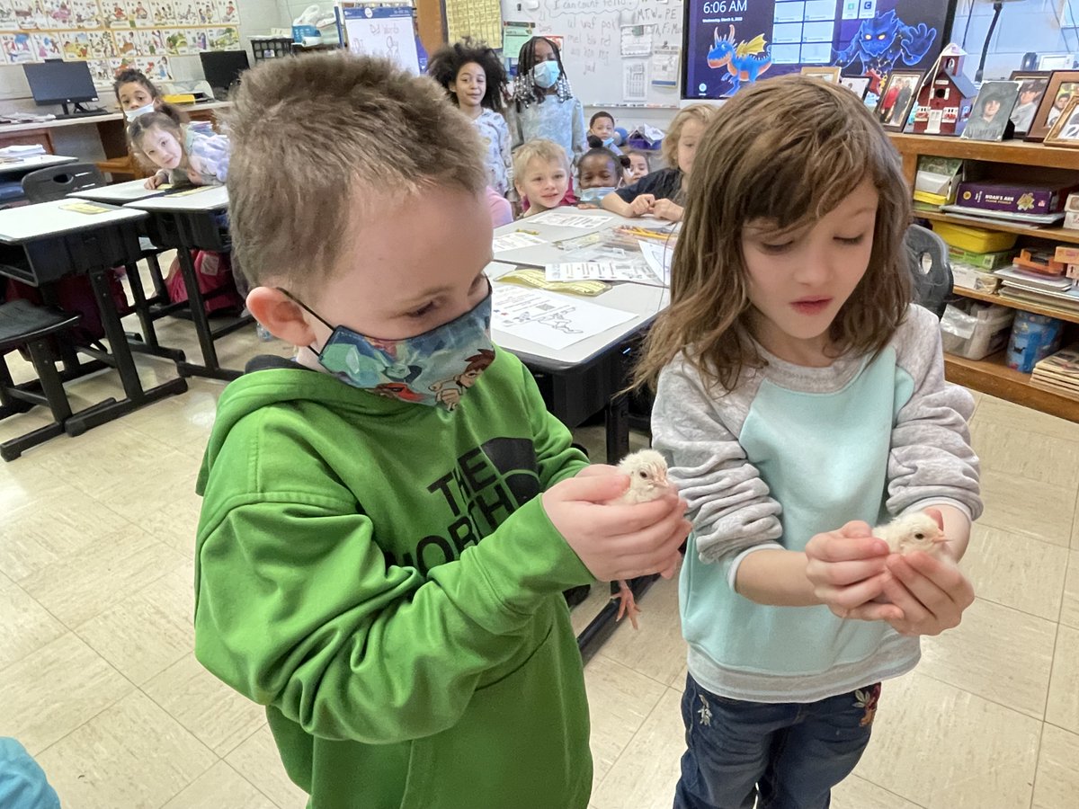 jbail03's tweet photo. Breighton Lane, 5, and Nevaeh Pruitt, 6, kindergarteners in Chris Jaruseski's class at Mark Denman Elementary hold chicks on Wed. Vermilion County Farm Bureau's Ag in the Classroom program provided incubators, supplies for some county classrooms. @commercialnews @danville118 https://t.co/XGqjOb465G