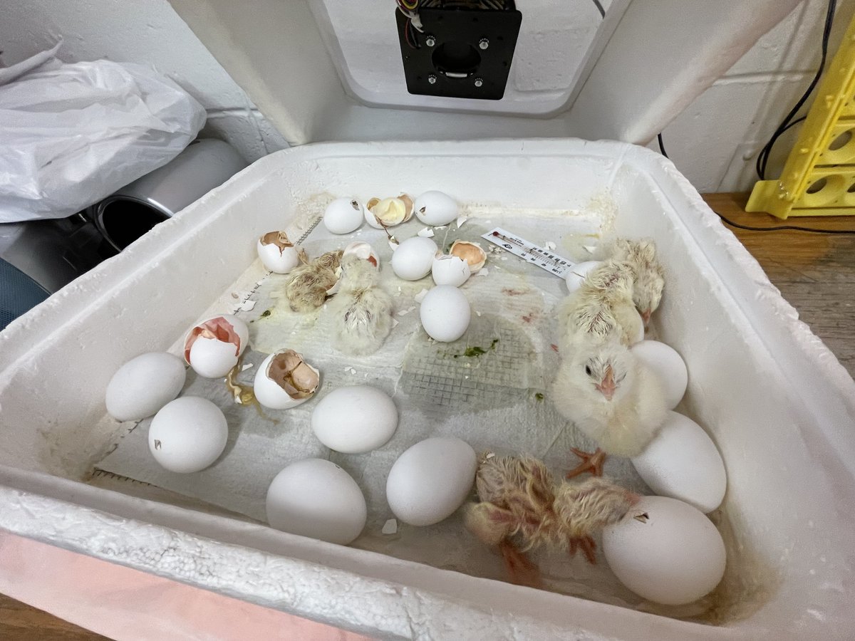 jbail03's tweet photo. Breighton Lane, 5, and Nevaeh Pruitt, 6, kindergarteners in Chris Jaruseski's class at Mark Denman Elementary hold chicks on Wed. Vermilion County Farm Bureau's Ag in the Classroom program provided incubators, supplies for some county classrooms. @commercialnews @danville118 https://t.co/XGqjOb465G