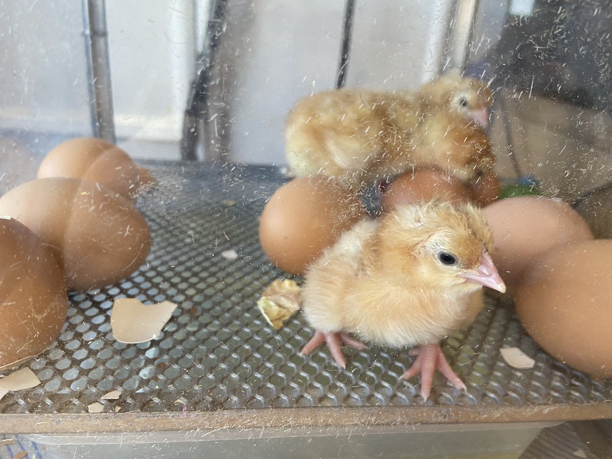 Foundation1wan1's tweet photo. Pleased to announce that we have three eggs that have hatched. The children have been mesmerised by them and can’t wait for a cuddle tomorrow. Xx #wansbeckprimary https://t.co/mtfXnqVjdl