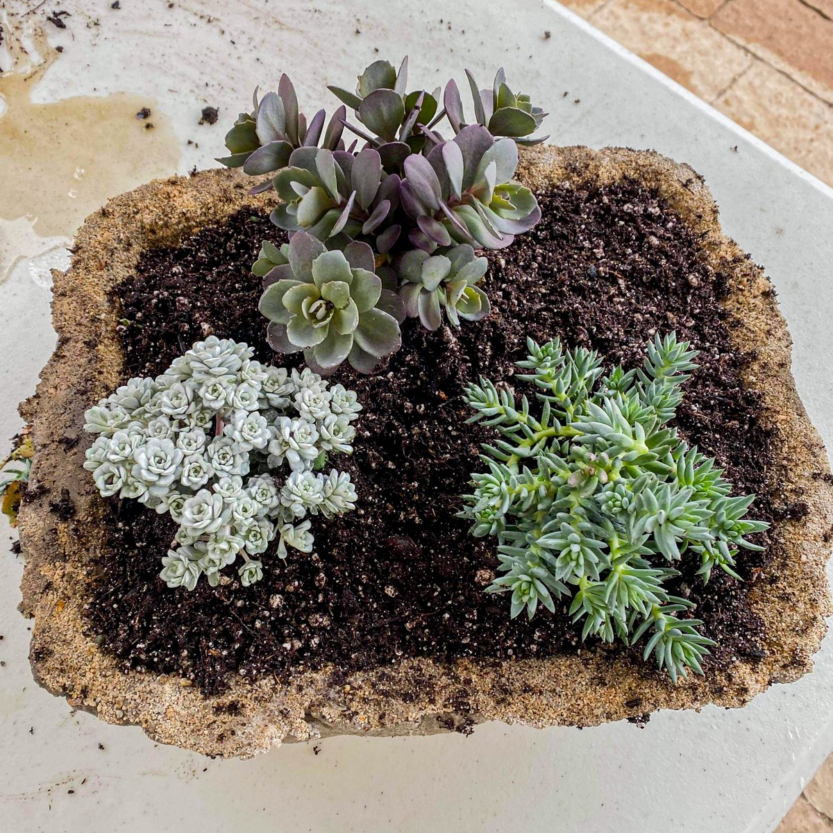 IdahoBotanicalG's tweet image. DIY Hypertufa Planters? 
Say no more. ✨🌿 #springDIY
idahobotanicalgarden.org/event/hypertuf…