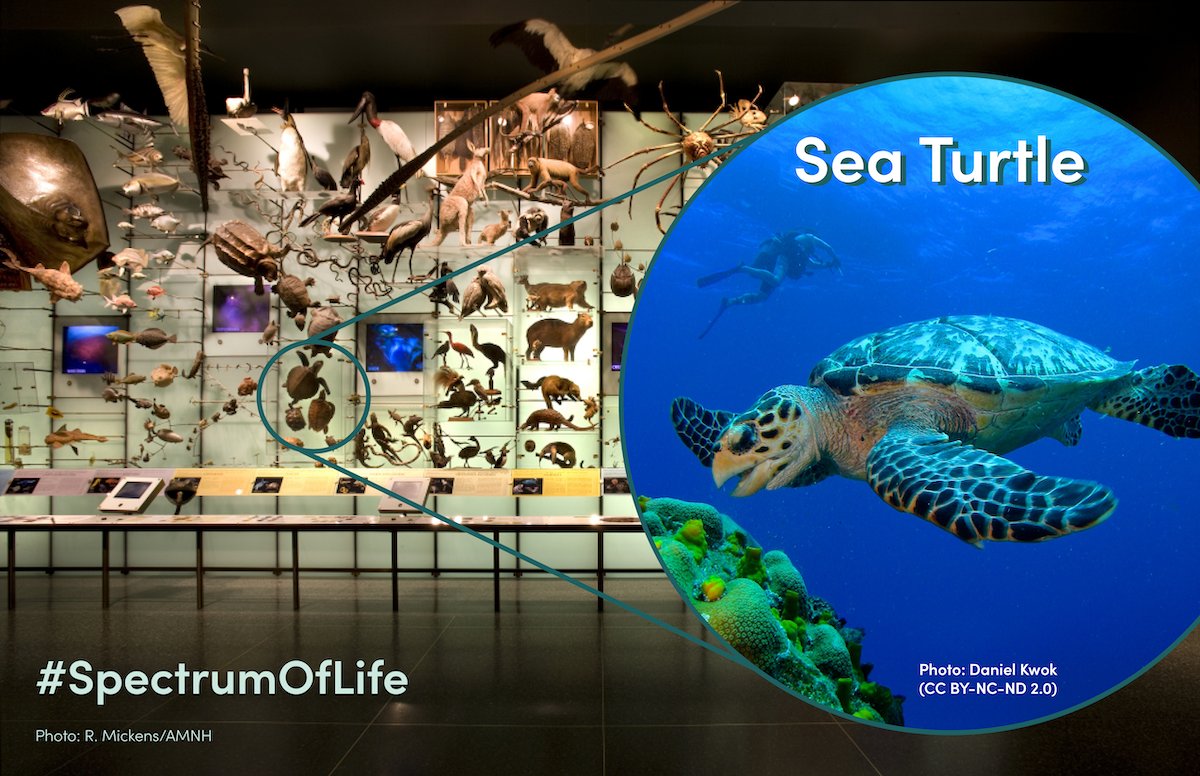 CBC_AMNH's tweet photo. We're continuing our sea turtle theme for this week's #SpectrumOfLife exploration! The @AMNH Spectrum of Life exhibit features two sea turtle species: hawksbill &amp; Kemp's ridley. Both of these sea turtle species are classified as critically endangered on the @IUCNRedList. https://t.co/ZbfIcEGrU3