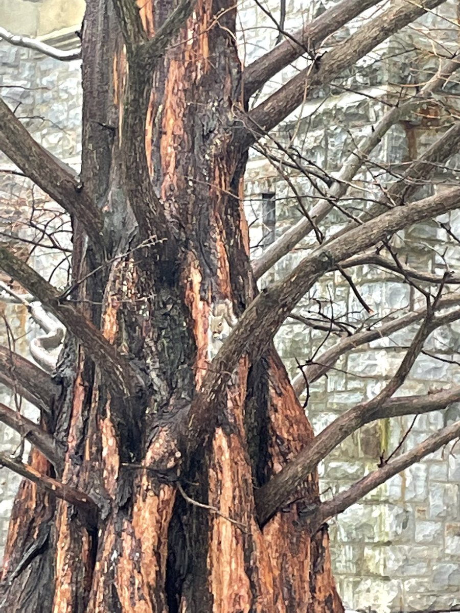 anchen_ma's tweet photo. #ees028 squirrel in the snow https://t.co/UWcPdZjrIT
