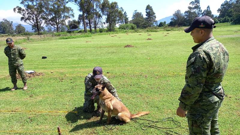 EjercitoECU's tweet photo. La escuadra canina del Batallón de Ingenieros N.° 68 Cotopaxi recibe instrucción de búsqueda, detección y colocación de explosivos y minas en un posible campo minado; además de entrenamiento de extinción y recordatorio con operadores caninos y perros desminadores.
#EjércitoECU https://t.co/ggv1hAa7MI