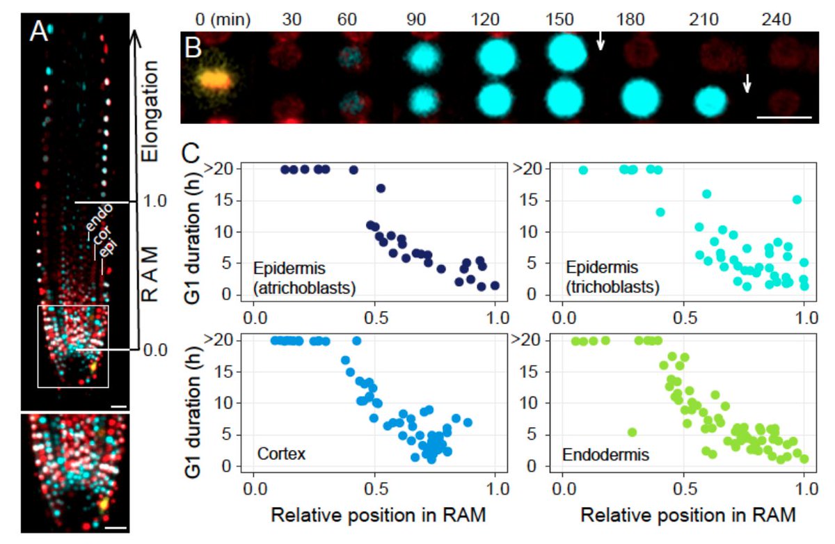 CG_ath's tweet photo. A new preprint describing a link of #stemcell and  #cellcycle regualtors that control a G1 duration gradient in the #Arabidopsis #root #plant
https://t.co/rfmRUUbu6Z @biorxiv_plants @biorxivpreprint 
Fruitful multilab collaboration using #PlaCCI https://t.co/7kmjaraMTf