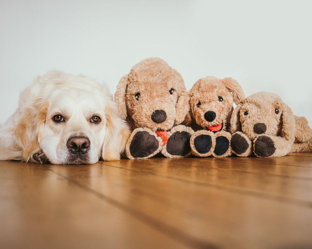 Pretending I have more than one doggo… I’ve been thinking about getting a second dog lately! For people with +2 dogs what is the biggest life change?