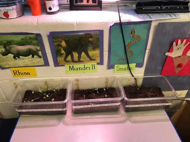 April 2nd-last day of frost in Alexandria, VA! With a little space and good lighting, enjoy getting a head start on fruit bearing veggies like these Tomato plants growing under regular florescent lights by Alexandria City High School Garden Club! Fundraiser info coming soon!