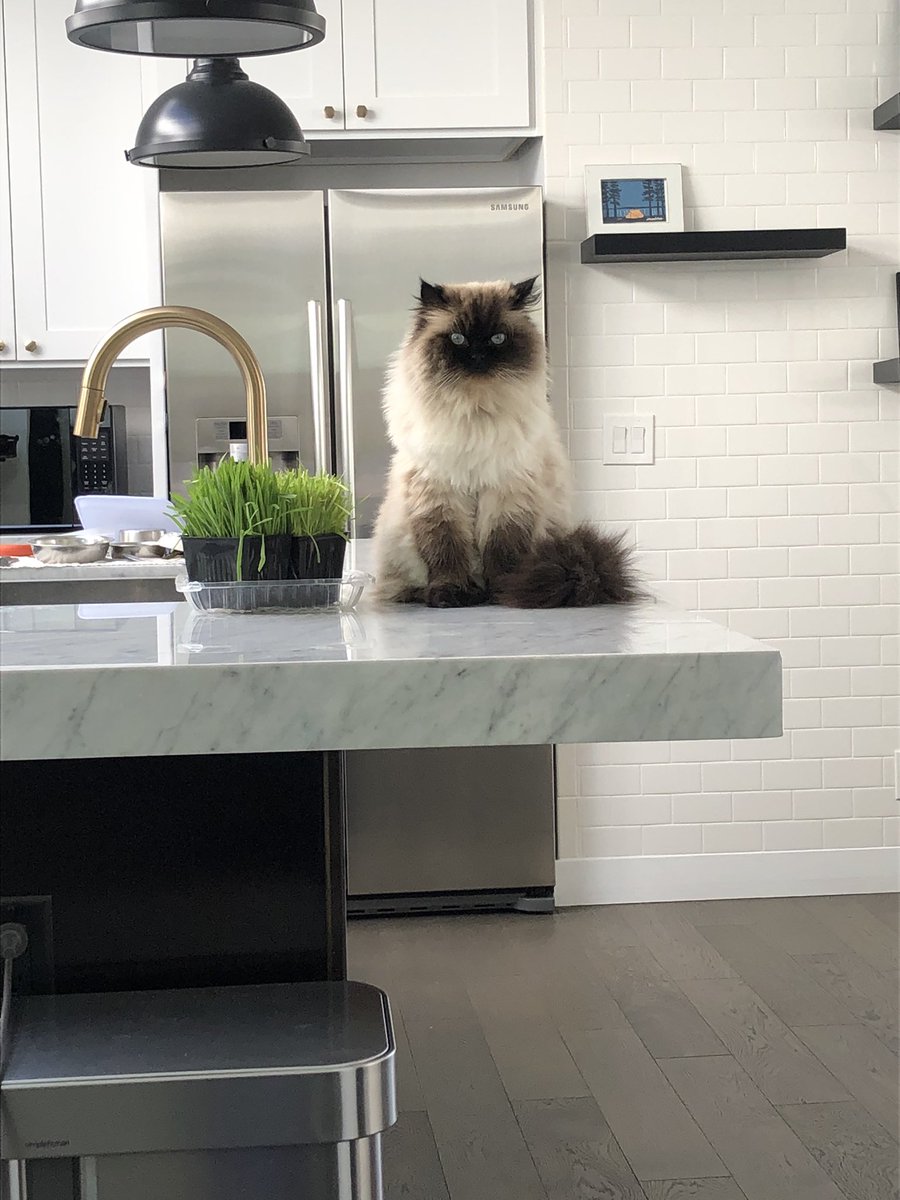 MigsRunner's tweet photo. Cats that match the decor provide for natural camouflaging. #CatAndHome #catsofTwitter #CatsOnTwitter #MIGSlife #gynfluencer https://t.co/fESB7Iyj6I