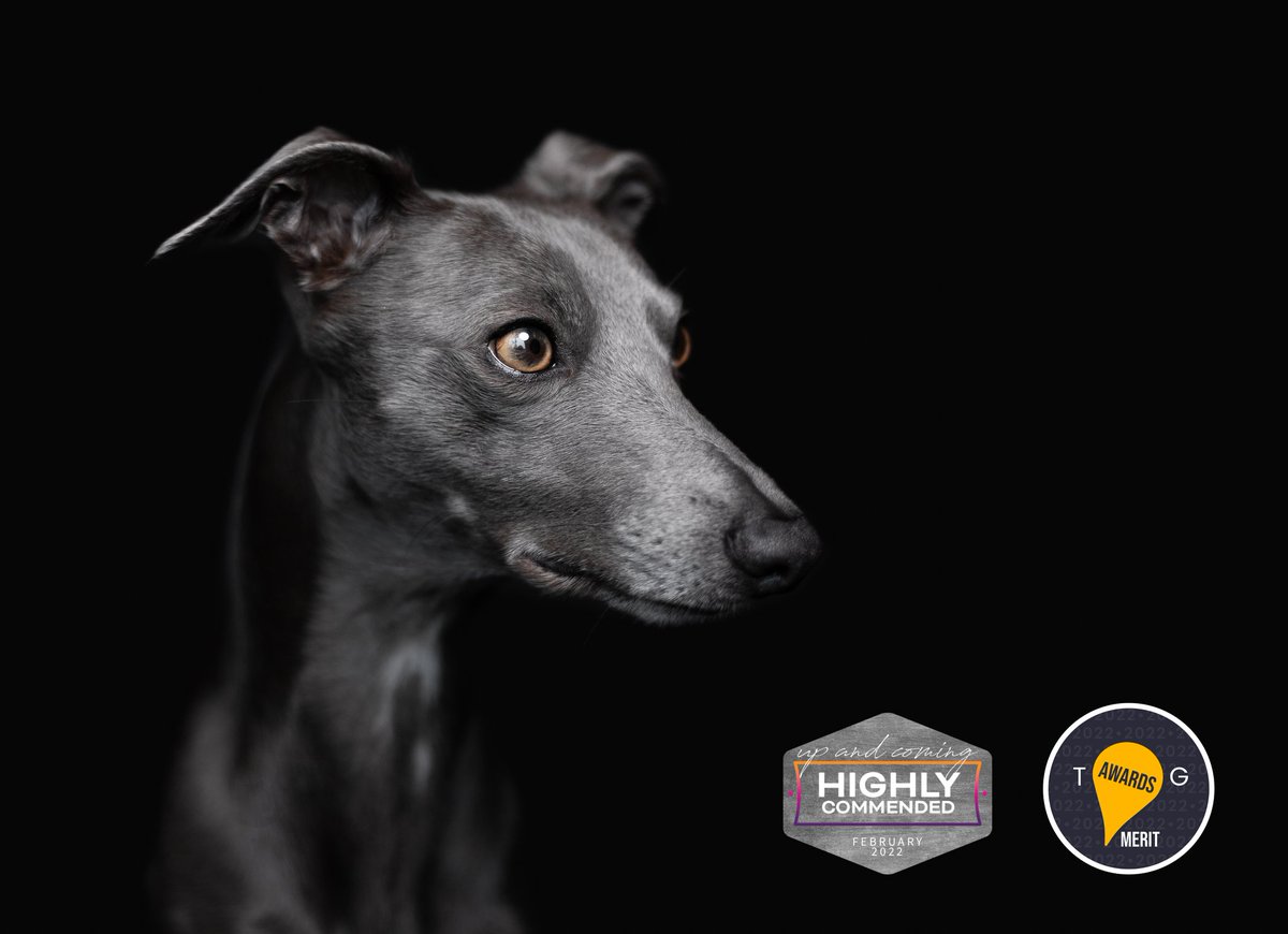 Dear Ernest Pet Photography tweet media