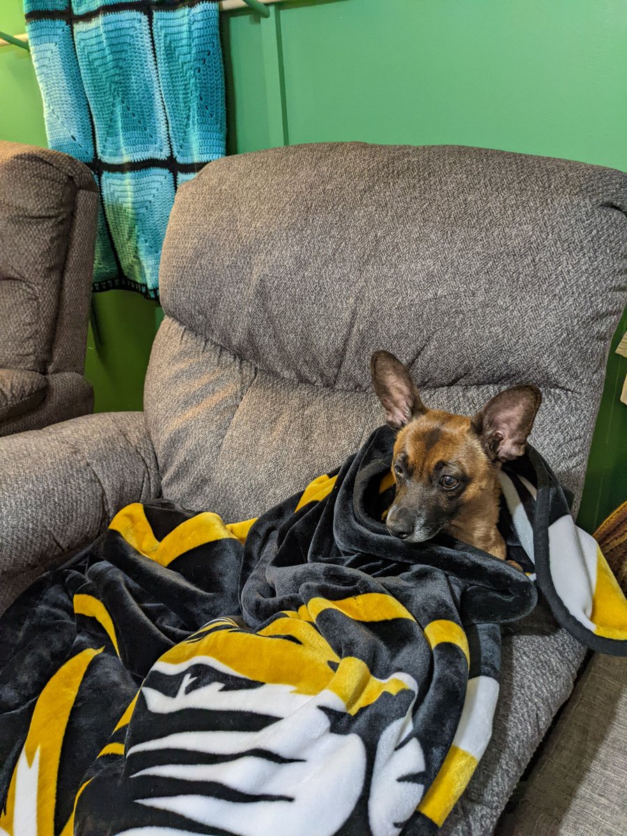 HowGen's tweet photo. @Mizzou @MizzouAlumni My pup Mufasa in his favorite Tigers blanket!! M-I-Z! https://t.co/9KVzktYDvX