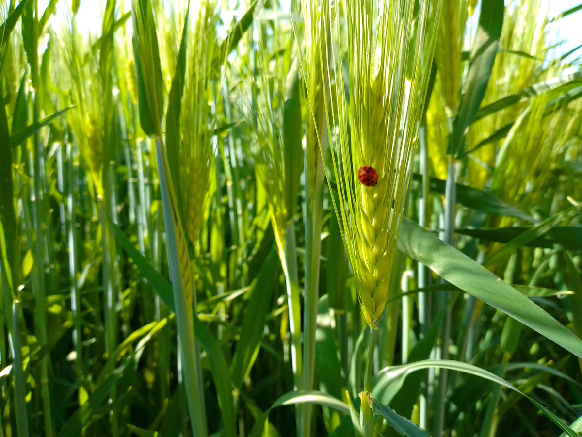 SAQac2012's tweet photo. ¿Porque las catarina son de buena suerte?... Porque gracias a su presencia en los cultivos, nos permite tener el control de las plagas y no requerimos aplicar insecticidas... Por un Manejo Agroecologico de Plagas 💪💪 https://t.co/qIC8bmpqEm