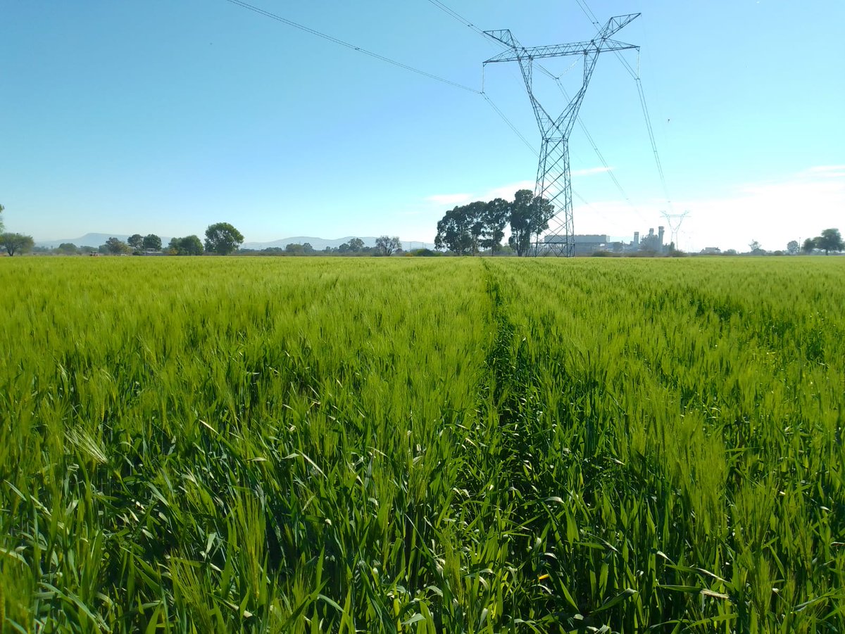 ¿Porque las catarina son de buena suerte?... Porque gracias a su presencia en los cultivos, nos permite tener el control de las plagas y no requerimos aplicar insecticidas... Por un Manejo Agroecologico de Plagas 💪💪