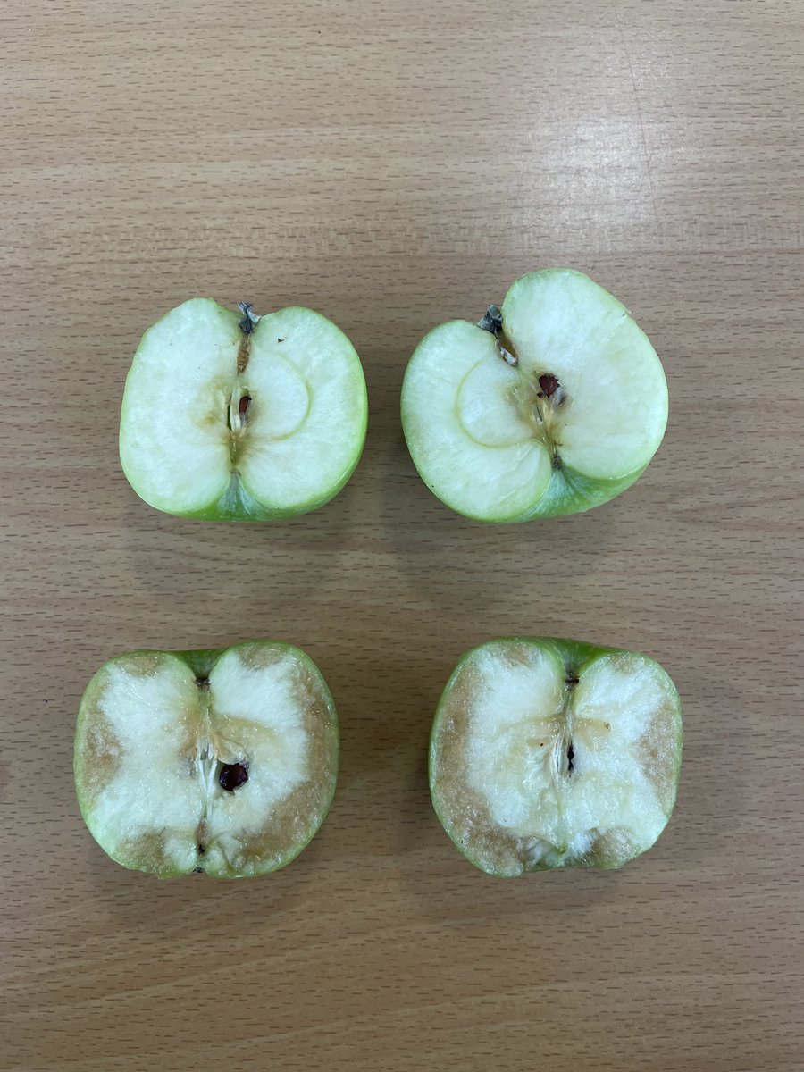 Today in PSHE, we thought about being kind to one another. We read Monty the Manatee and then looked at these two apples! We talked about how our words might not look like they are hurting someone, but inside, they aren’t happy! #willowclassfamily 🍏