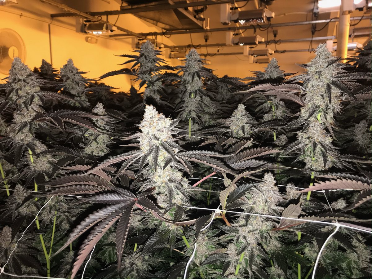 KingsGardenInc's tweet photo. A KG Classic, Gelato 33 🍨 One of our best tasting consistent strains, Gelato is a true balanced hybrid and favorite for the experienced smoker.

#KingsGarden #RoyalBotanicals #TheKingsWay #KingofWeed #WhenQualityMeetsQuantity #KingsGardenFamily https://t.co/Ncc39FolJJ