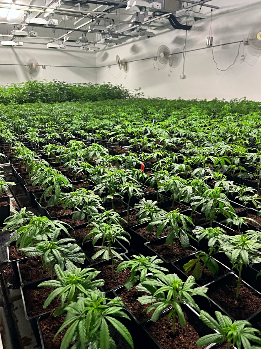 KingsGardenInc's tweet photo. Veg is one of the most important steps in our cultivation process. We take pride in hand watering all our babies to ensure vigorous plant growth and only the best make it to flowering #TheKingsWay

#KingsGarden #RoyalBotanicals #LiveLikeAKing #KingofWeed #WhenQualityMeetsQuantity https://t.co/GaIKDHOG0a