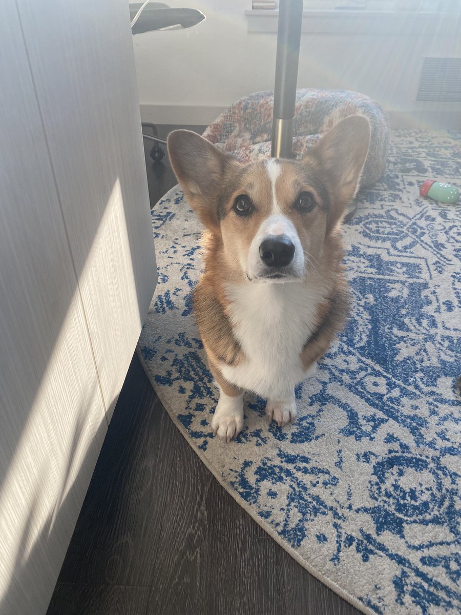 ᴘᴀᴠʟᴏᴠ ᴛʜᴇ ᴄᴏʀɢɪ tweet media