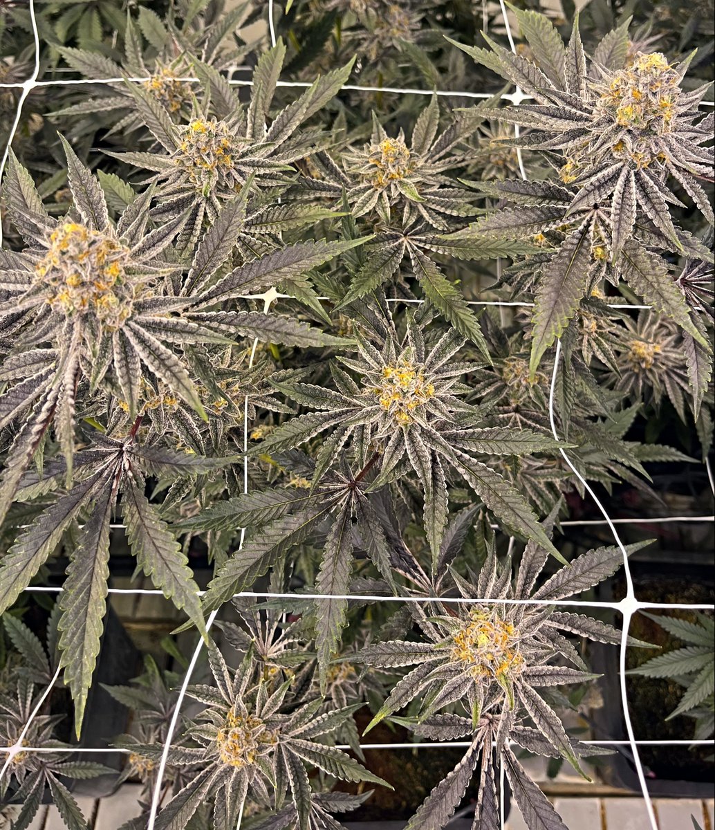 KingsGardenInc's tweet photo. R&amp;D room on full crush mode 👀🔥

#KingsGarden #RoyalBotanicals #TheKingsWay #KingofWeed #WhenQualityMeetsQuantity #KingsGardenFamily https://t.co/ShrkOoKz5S
