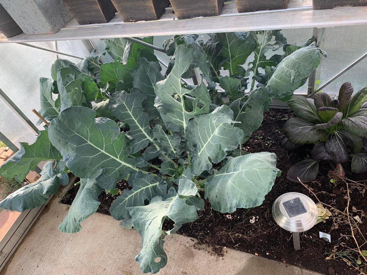 climapod's tweet photo. 9x14 Virtue: ClimaPod Greenhouse Photo from Our Happy Customer
🌱 Grow your own food with ClimaPod 💚
⠀
ℹ️ ⠀
🔗 https://t.co/83PS2xJMtY ⠀
📲 (360) 674-2642 ⠀
#climapod #climashell #coldframe #greenhouse #usagardener #gardenphoto #greenhousekit https://t.co/IZaptyKnjk