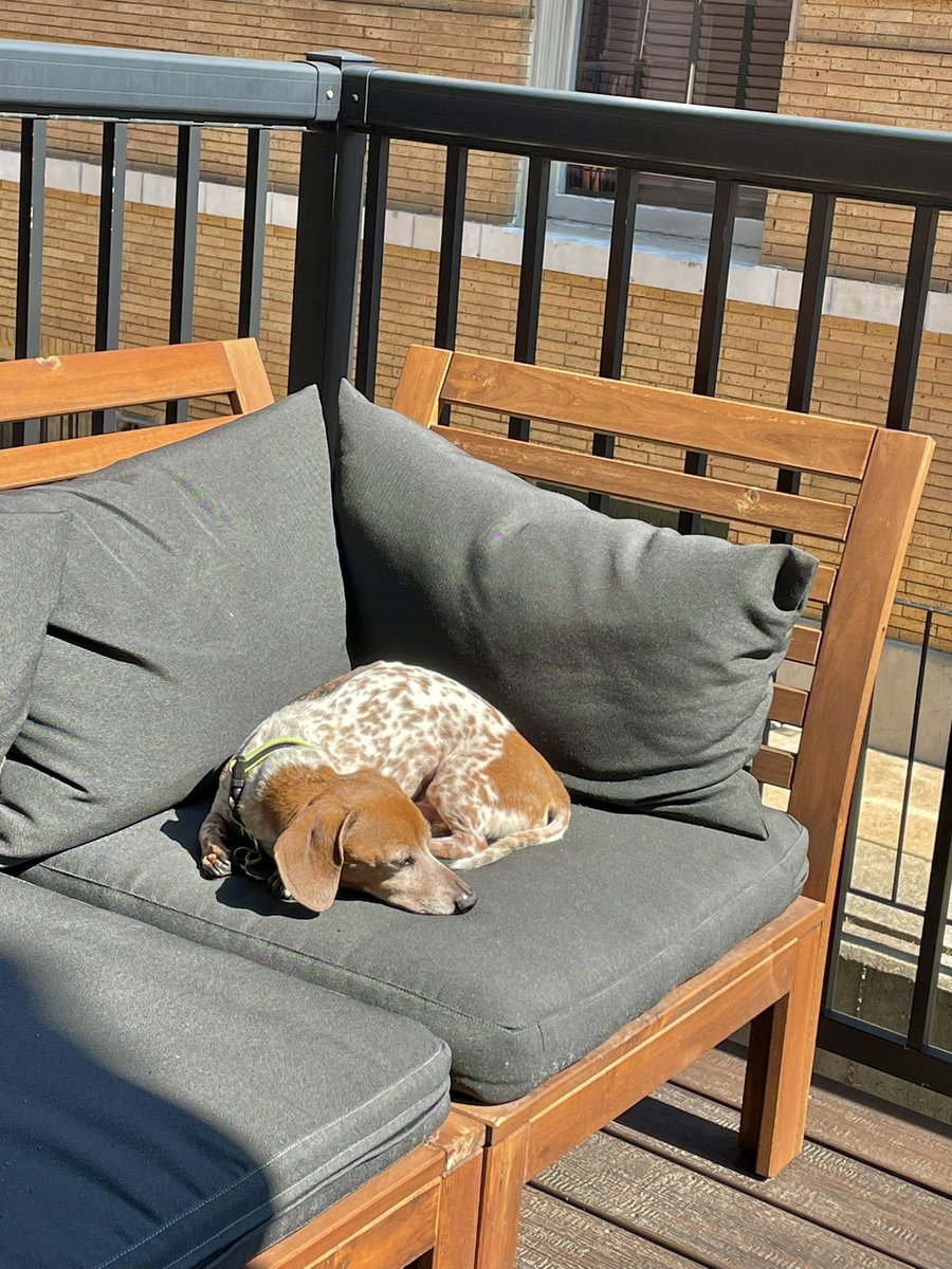 LeilaSSaleh's tweet photo. Can one of you tell him he has to come inside so I can go to work? I don’t think I can do it https://t.co/aKlBC8m2I3