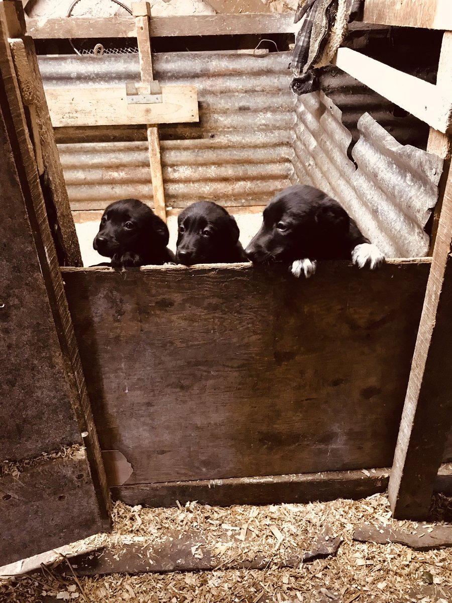 GwynParryR's tweet photo. 2 gast ag 1 ci bach ar werth
Wedi’u brechu a’u chipio.
Gyrrwch negas am fwy o wybodaeth.
Plis rhannwch https://t.co/D7MEmfSgea