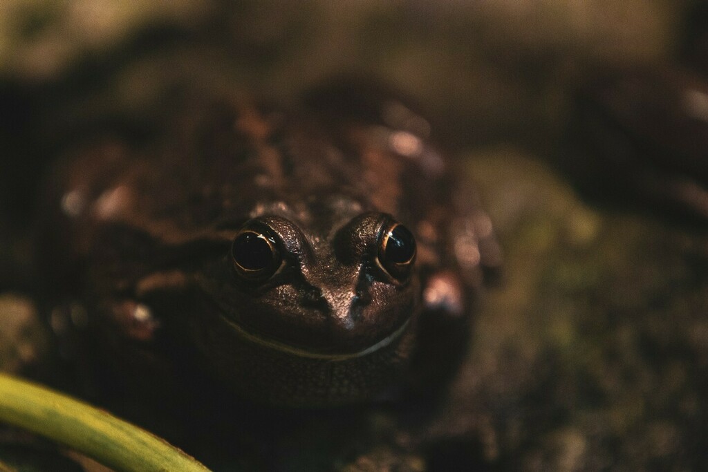 over_expos_ed's tweet photo. https://t.co/N4u29LVWbT 
#animalgram #animalpics #wildlife_vision #wildlifepictures #wildlife_captures #wildlifeshots #igscwildlife #ignature #instanature #naturelife #wildlifephotographyofinstagram #wildlifestuff #amazingcreatures #animaladdicts #wil… https://t.co/FLMI90r6FY https://t.co/CnjfR6O5Qm
