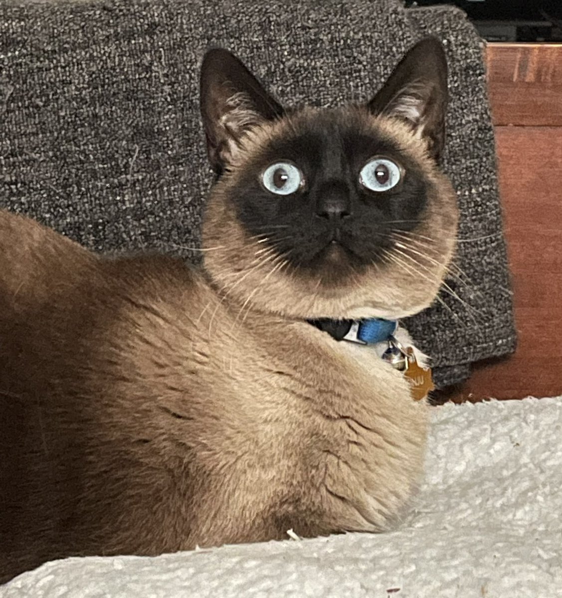 rose_horse_lady's tweet photo. It’s only Wednesday?! #sinju #siamese #catsofTwitter #CatsLivesMatter #SiameseCats https://t.co/y6wIQl5VsU
