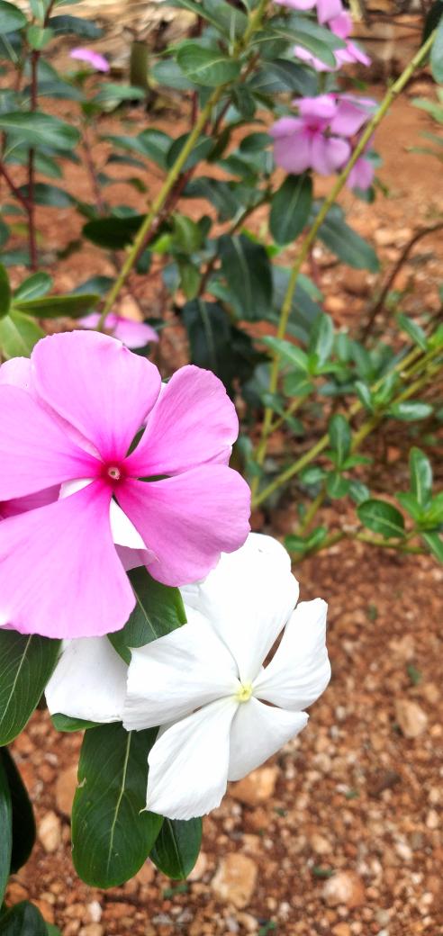 yuremmr's tweet photo. #beauty #country #flower #photography 
🌸💐🌺🌹 https://t.co/PkYiZKULCT