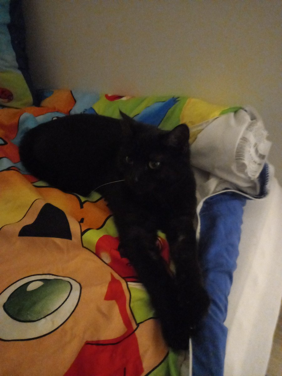 Alicethecoolcat's tweet photo. What are you doing? https://t.co/olhgCVCICF