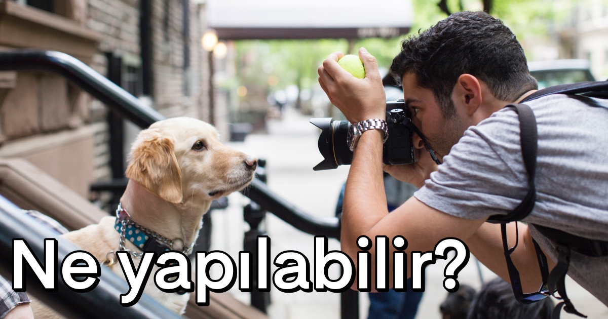 Того собака как снимали. Зов предков кадры со съемок. Зов предков пес бэк. Собака фотографирует. Остров собак уэсс андерсен.