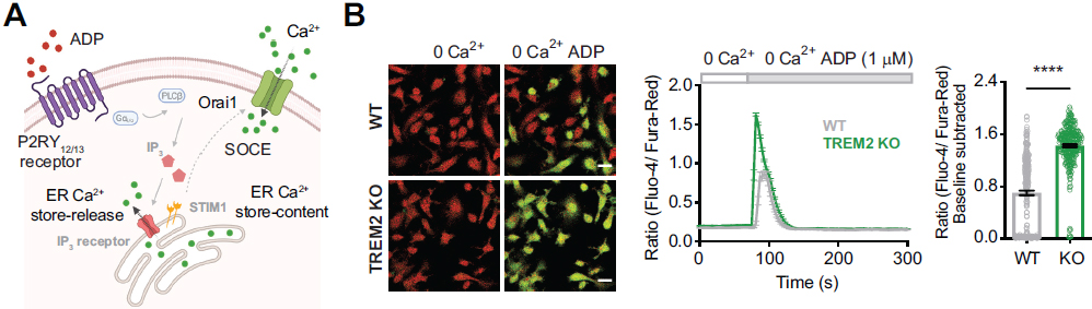 We're excited to share our latest collaboration with the Cahalan lab published today in eLife: elifesciences.org/articles/73021. Co-led by Amanda McQuade &amp; Amit Jairaman we examined the functional impact of TREM2 deletion on human microglial motility and purinergic calcium signaling.