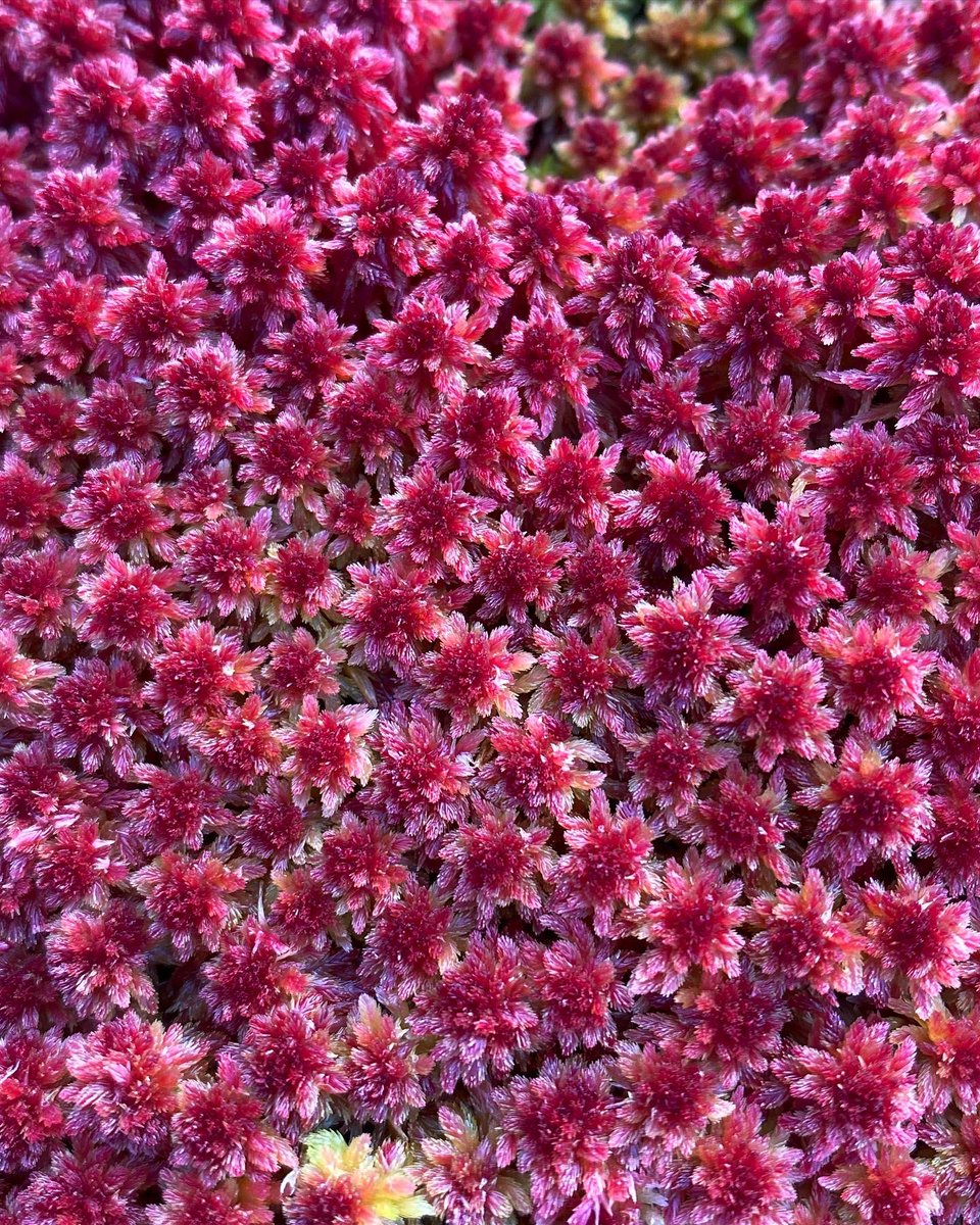 Lucy_Lapwing's tweet photo. Show me a gang of plants that’re more deliciously eye-pleasing than sphagnum mosses. I dare you 👀 https://t.co/i8uDIltjxv