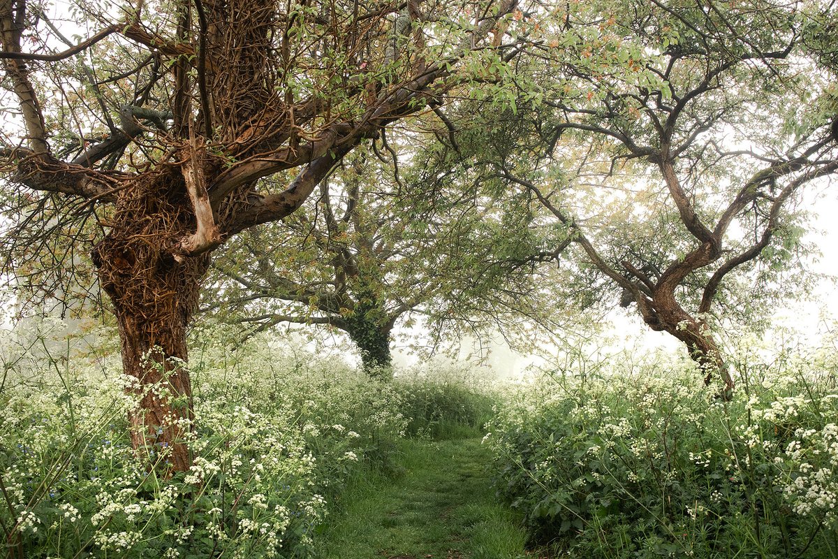 Surrey, England by Nicholas Butt