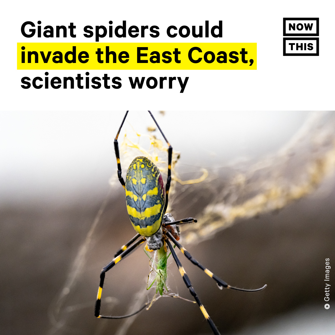 Please Stop Freaking Out About This Giant Yellow Spider