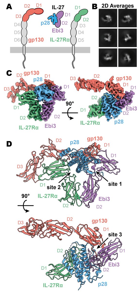 CaveneyNA's tweet photo. Here, we present the structure of the IL-27 quaternary complex: (5/8) https://t.co/S55KYATgbA