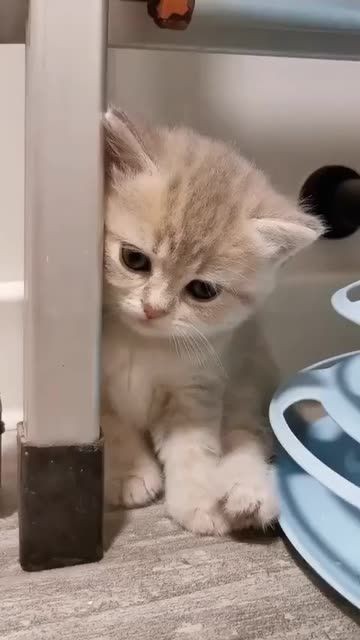 Daily Cat Dose (@shouldhaveacatt) on Twitter photo 