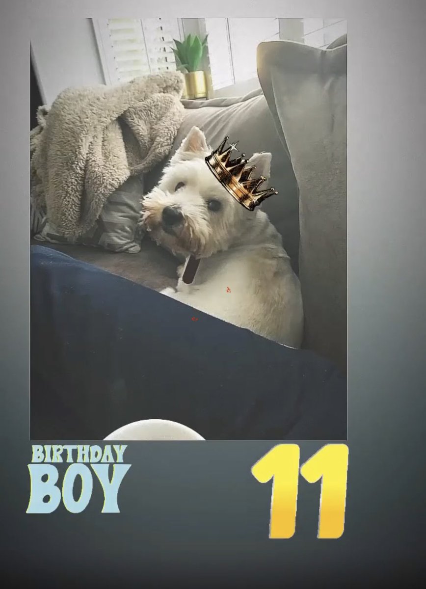 Georgie__Dog's tweet photo. 11 years young today 🎈 https://t.co/Di8g0It85s