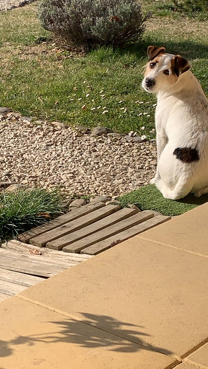 A sunny Archiedog to brighten your day 
#dogsoftwitter