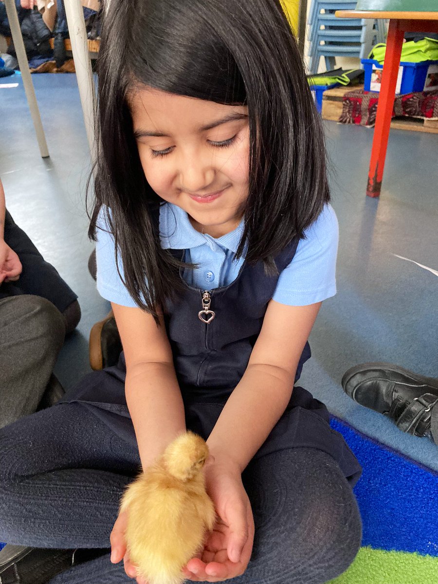 Reception_BG's tweet photo. Reception loved meeting the three newly hatched ducklings today! https://t.co/aejnORj4Tl