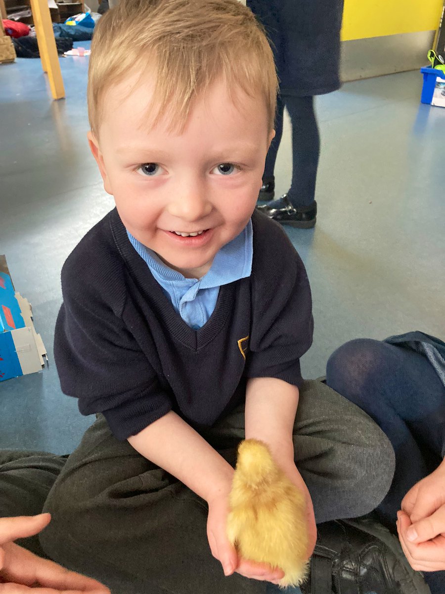 Reception_BG's tweet photo. Reception loved meeting the three newly hatched ducklings today! https://t.co/aejnORj4Tl