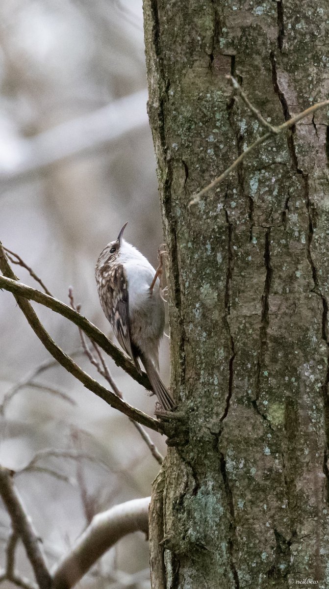 NeilBew's tweet image. Went looking for Lesser Spotted Woodpecker (failed) (again), nice consolation