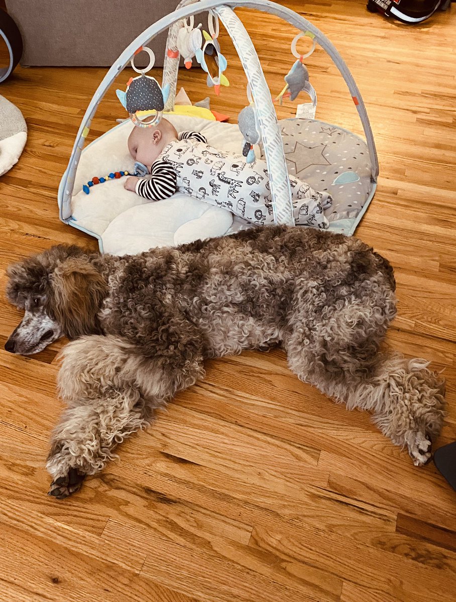 Scout getting cuddles in with baby Dax ❤️ such a loving dog! #therapydogs #dogsoftwitter