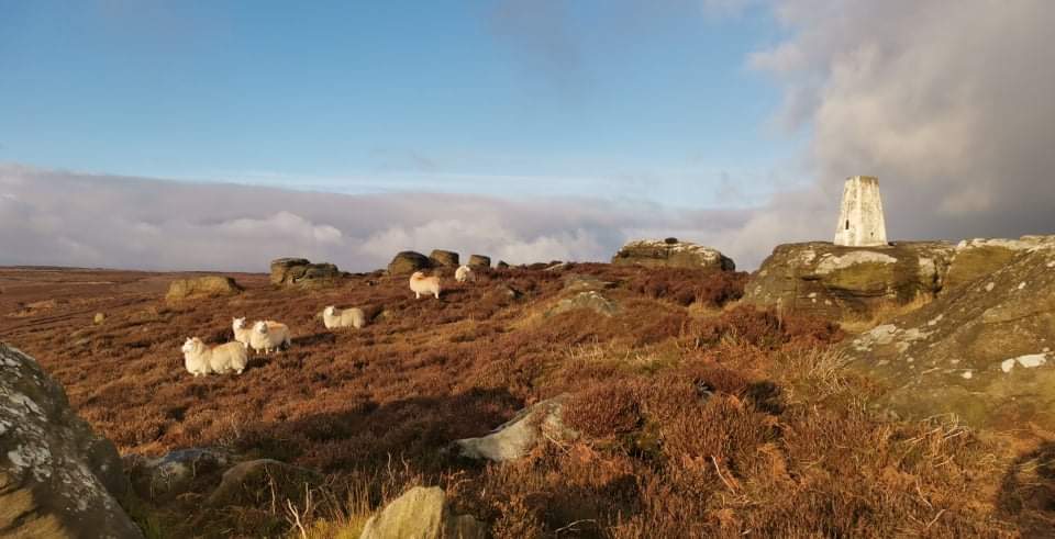 Missing NZ but it's pretty nice to be home 🥰 Excited to get stuck into some lambing next week. Wonder how long that feeling will last 🧐