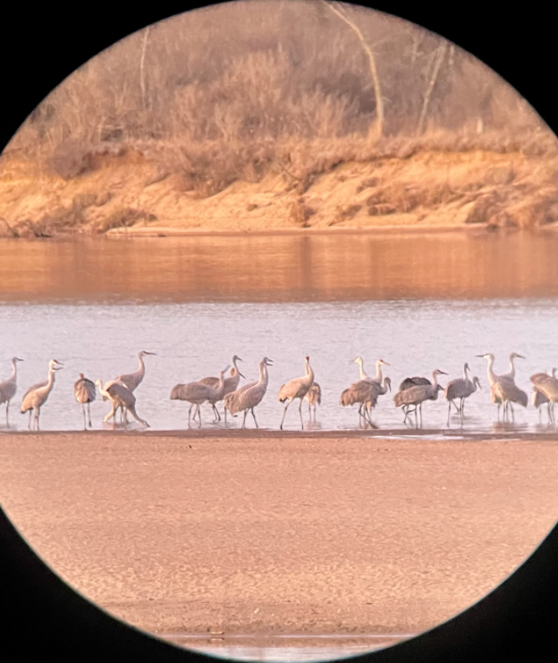 AldoLeopoldFdn's tweet image. From prescribed burns and fishing to sandhill cranes and morning glories, the 2022 Leopold Fellows have done it all! Join us this Friday at Noon CT for a reflection on Living a Land Ethic. #LeopoldWeek tinyurl.com/LW2022LUNCH