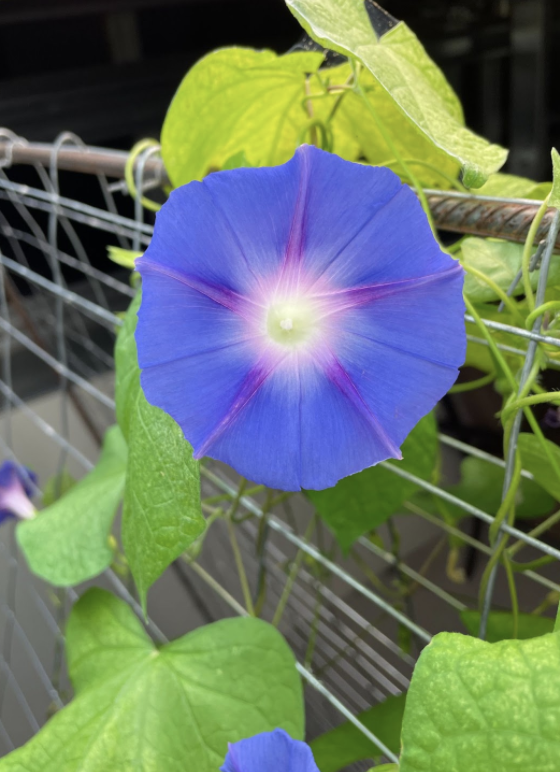 AldoLeopoldFdn's tweet image. From prescribed burns and fishing to sandhill cranes and morning glories, the 2022 Leopold Fellows have done it all! Join us this Friday at Noon CT for a reflection on Living a Land Ethic. #LeopoldWeek tinyurl.com/LW2022LUNCH