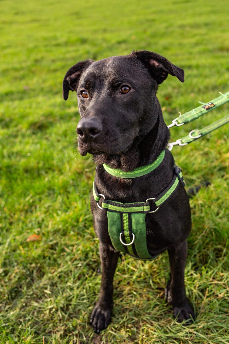 AdoptionsUk's tweet photo. Please retweet to help Hades find a home #GLOUCESTERSHIRE #ENGLAND 
Details or apply👇
https://t.co/Ce8zodim4y #dogs #rescue #rescuedog https://t.co/9QnYeQtG6y